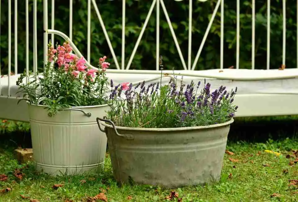 A Lavender plant growing in a large pot.