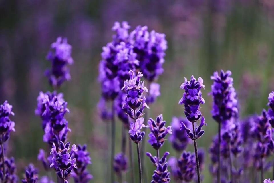 Lavender growing wild in a field.