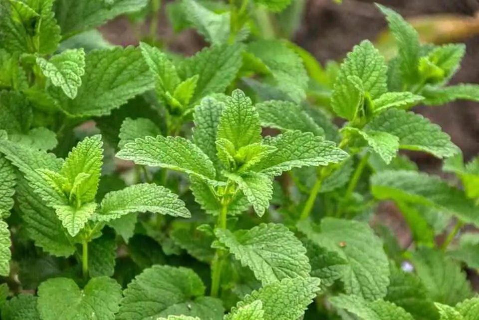 A lemon balm plant growing in a garden.