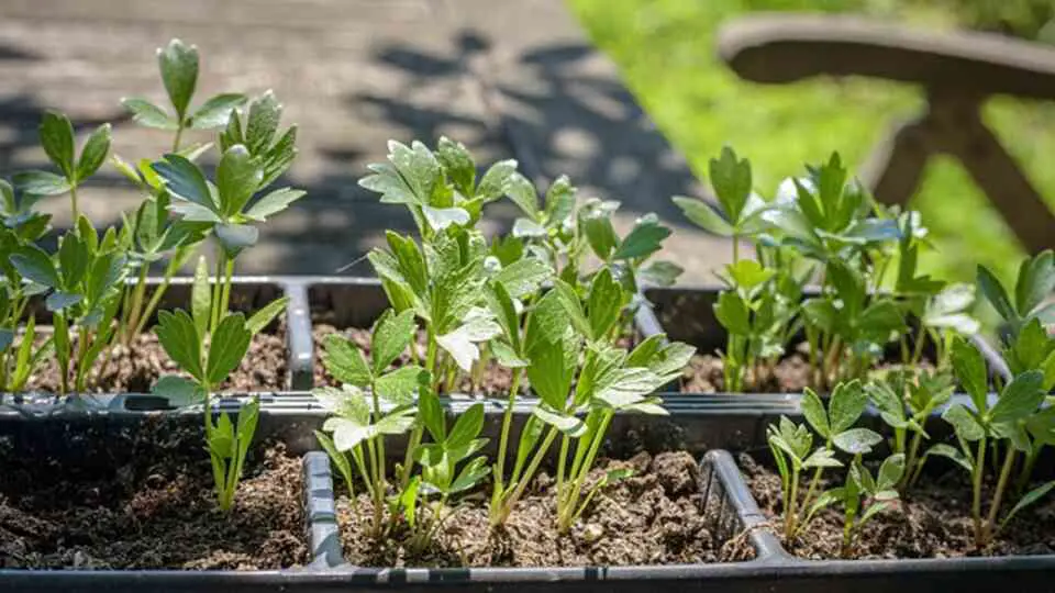 A young Lovage plant sprouting fresh green leaves from rich soil in a sunny garden, showing early stages of growth.