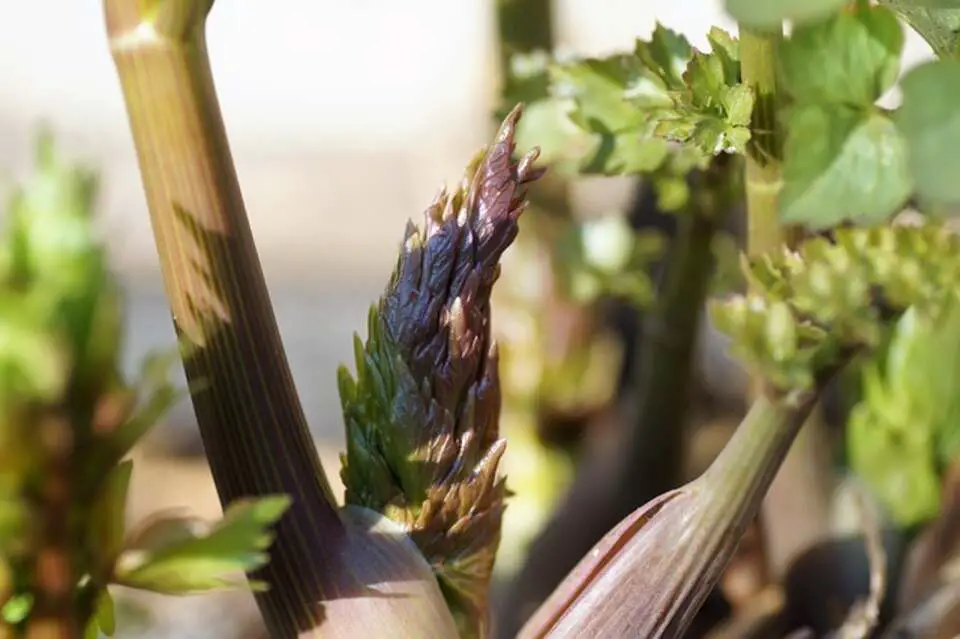 A young Lovage plant with fresh green shoots sprouting from the main stem.
