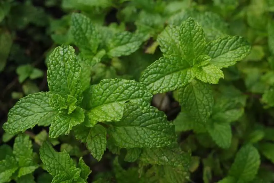 A mint plant growing in a garden.