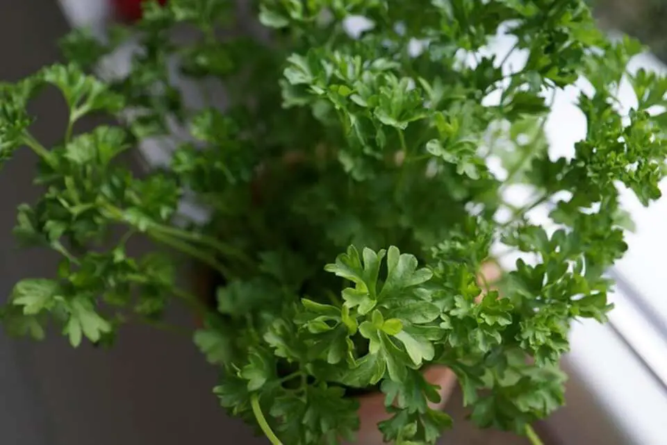 A Parsley herb plant growing in the kitchen.