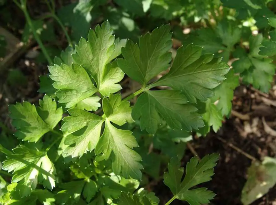 A parsley plant growing in a backyard.