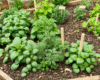 Backyard herb garden with thriving chives and parsley in the background, and struggling basil planted next to sage and dill next to fennel in the foreground. Small wooden markers label each herb.