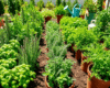 A vibrant herb garden with healthy and struggling plants like basil and rosemary, showing common gardening mistakes such as yellowing leaves and crowded growth, with gardening tools nearby.
