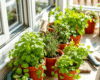 A beginner herb garden with basil, rosemary, thyme, and parsley growing in small pots on a sunny patio or windowsill.