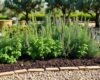 A sunny Mediterranean-style herb garden with basil, oregano, rosemary, thyme, and sage growing together in soil beds.