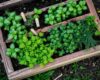 A raised wooden garden bed filled with basil, rosemary, thyme, parsley, and chives. Each herb is labeled with a small garden marker. The soil looks rich and moist, and the plants are thriving in soft morning light.