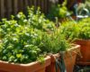 A small backyard herb garden with basil, parsley, thyme, and chives growing in terracotta pots and raised beds, bathed in natural sunlight.