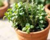 A close-up of a single terra-cotta pot filled with basil, oregano, rosemary, thyme, and mint growing together in the same soil.