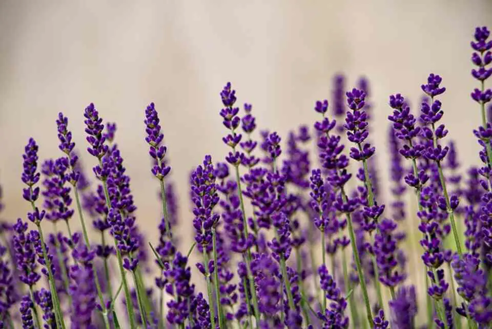 A Lavender plant growing in a garden.