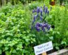A herb garden featuring basil, rosemary, lavender, mint, and chives growing side by side. These herbs are known to repel pests naturally when planted together.