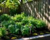 Shaded backyard herb garden with parsley, mint, cilantro, and chives growing in clusters.