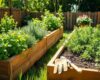 A small outdoor herb garden with basil, rosemary, thyme, and mint growing in raised wooden planters under soft morning sunlight.