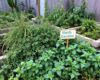 A backyard herb garden overrun by invasive herbs like mint and oregano, spilling out of containers and overtaking nearby plants, with a small garden sign partially hidden by the overgrowth.