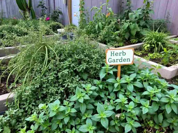 A backyard herb garden overrun by invasive herbs like mint and oregano, spilling out of containers and overtaking nearby plants, with a small garden sign partially hidden by the overgrowth.