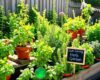 Raised garden beds and terracotta pots filled with sun-loving herbs like basil, rosemary, thyme, and oregano, bathed in warm afternoon sunlight in a backyard setting.