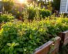 A lush backyard herb garden in late summer with basil, dill, chives, and cilantro growing in raised wooden beds under warm sunlight